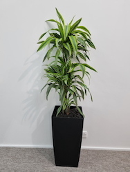 Dracaena Lemon and Lime